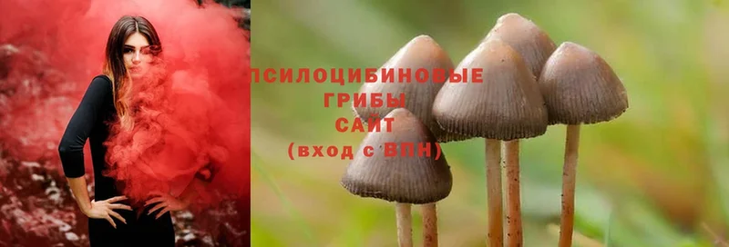 Галлюциногенные грибы Psilocybe  где купить наркоту  Волжск 